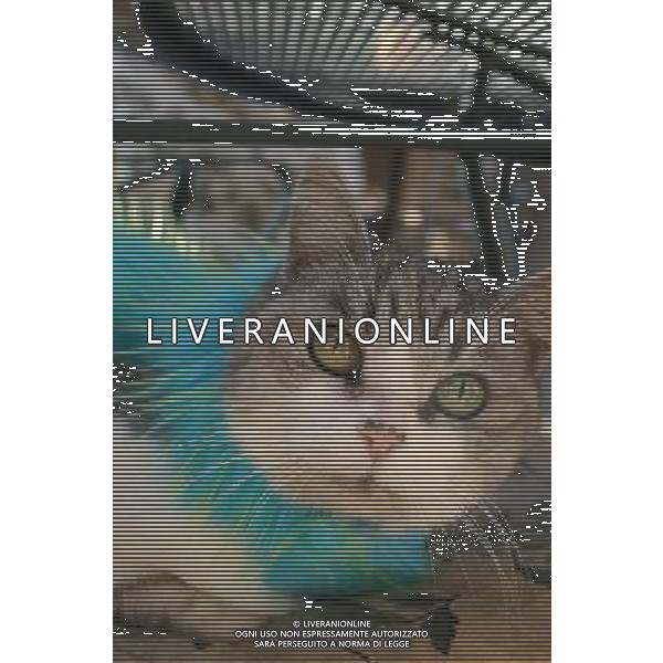 ARCHIVIO ALDO LIVERANI S A S NELLA FOTO IL GATTO AGENZIA ALDO LIVERANI