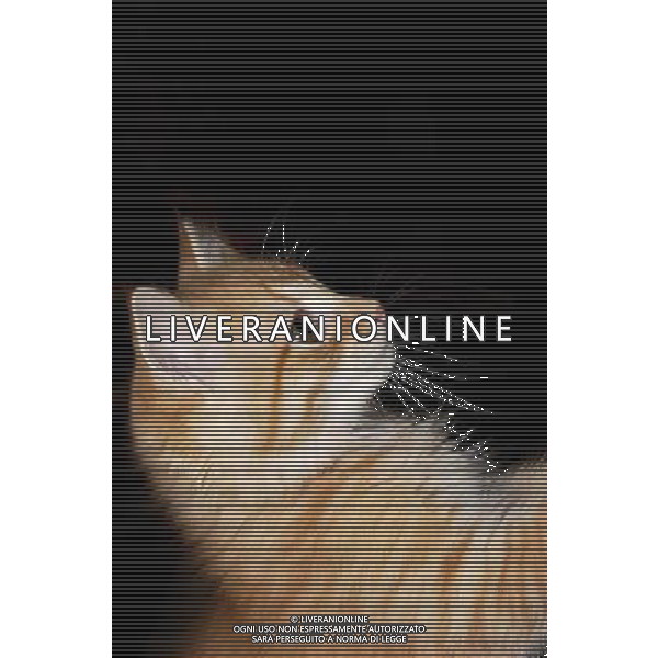 ARCHIVIO ALDO LIVERANI S A S NELLA FOTO IL GATTO AGENZIA ALDO LIVERANI