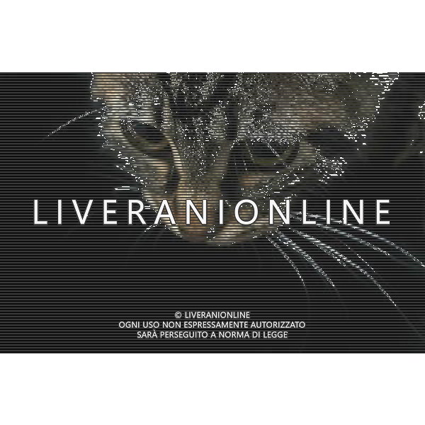 ARCHIVIO ALDO LIVERANI S A S NELLA FOTO IL GATTO AGENZIA ALDO LIVERANI
