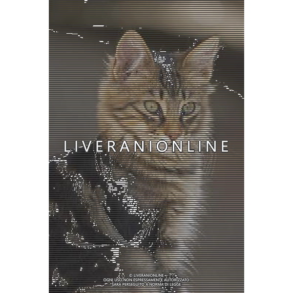 ARCHIVIO ALDO LIVERANI S A S NELLA FOTO IL GATTO AGENZIA ALDO LIVERANI