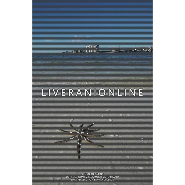 ARCHIVIO DIGITALE ALDO LIVERANI NELLA FOTO LA STELLA MARINA AGENZIA ALDO LIVERANI