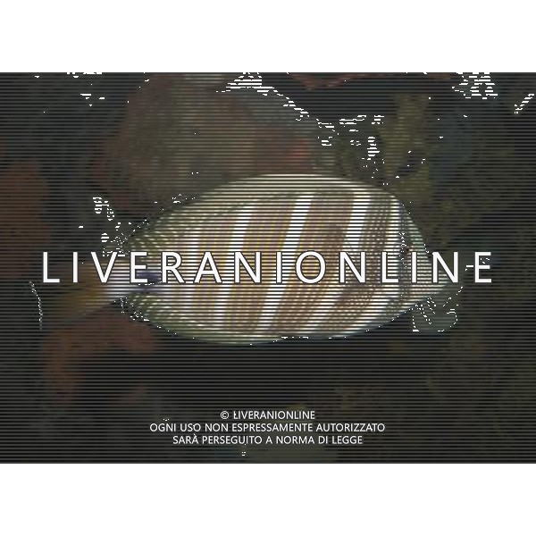 ARCHIVIO DIGITALE ALDO LIVERANI NELLA FOTO PESCE TROPICALE AGENZIA ALDO LIVERANI