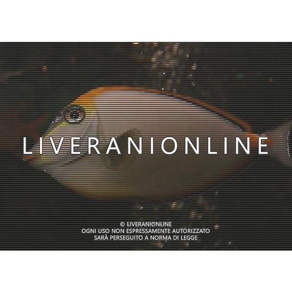 ARCHIVIO DIGITALE ALDO LIVERANI NELLA FOTO PESCE TROPICALE AGENZIA ALDO LIVERANI
