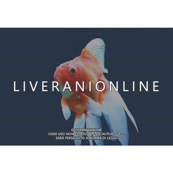 ARCHIVIO DIGITALE ALDO LIVERANI NELLA FOTO PESCE ROSSO AGENZIA ALDO LIVERANI