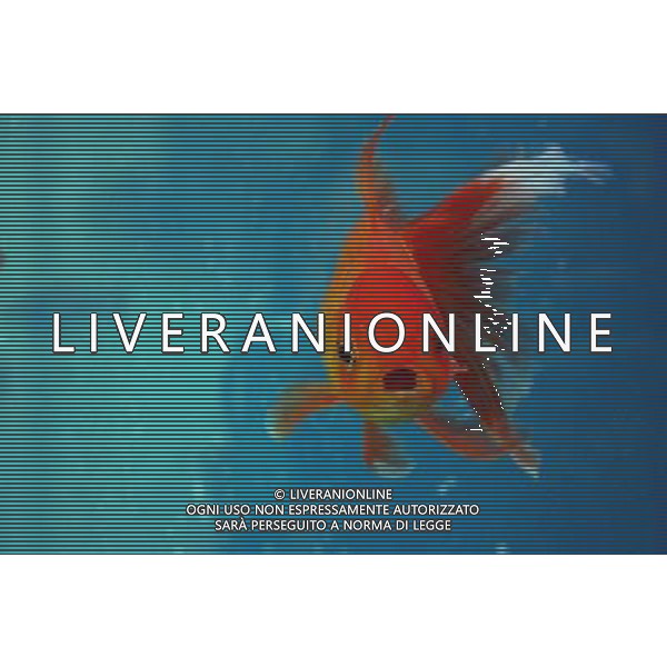 ARCHIVIO DIGITALE ALDO LIVERANI NELLA FOTO IL PESCE ROSSO AGENZIA ALDO LIVERANI