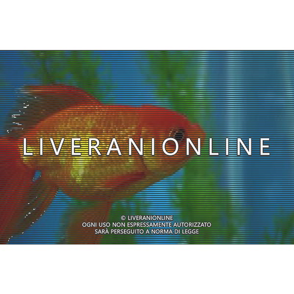 ARCHIVIO DIGITALE ALDO LIVERANI NELLA FOTO IL PESCE ROSSO AGENZIA ALDO LIVERANI