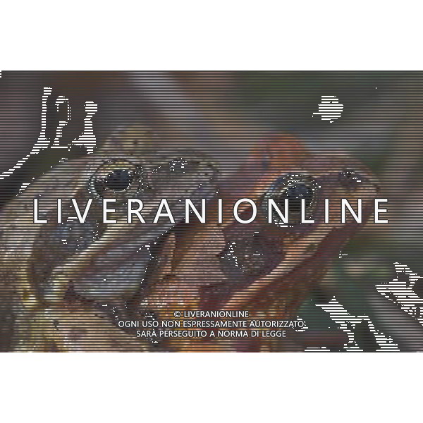 ARCHIVIO ANIMALI SITO AMERICANO NELLA FOTO LE RANE AGENZIA ALDO LIVERANI