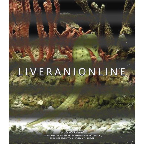 ARCHIVIO DIGITALE ALDO LIVERANI NELLA FOTO CAVALLUCCIO MARINO AGENZIA ALDO LIVERANI