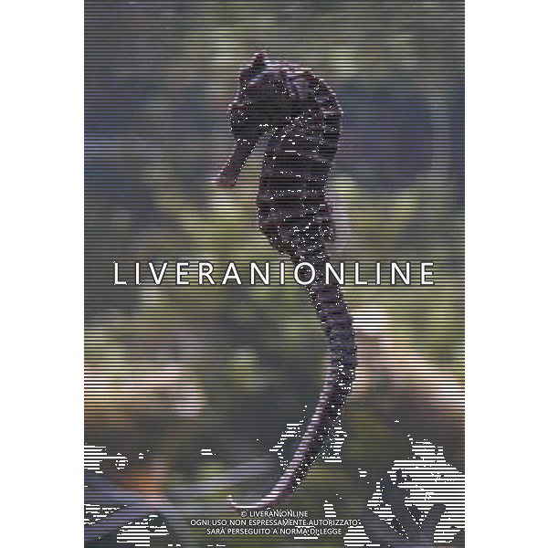 ARCHIVIO DIGITALE ALDO LIVERANI NELLA FOTO IL CAVALUCCIO MARINO AGENZIA ALDO LIVERANI