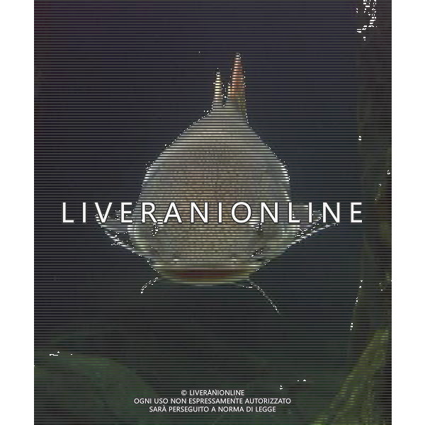 ARCHIVIO ANIMALI ALDO LIVERANI S A S NELLA FOTO IL PESCE GATTO AGENZIA ALDO LIVERANI