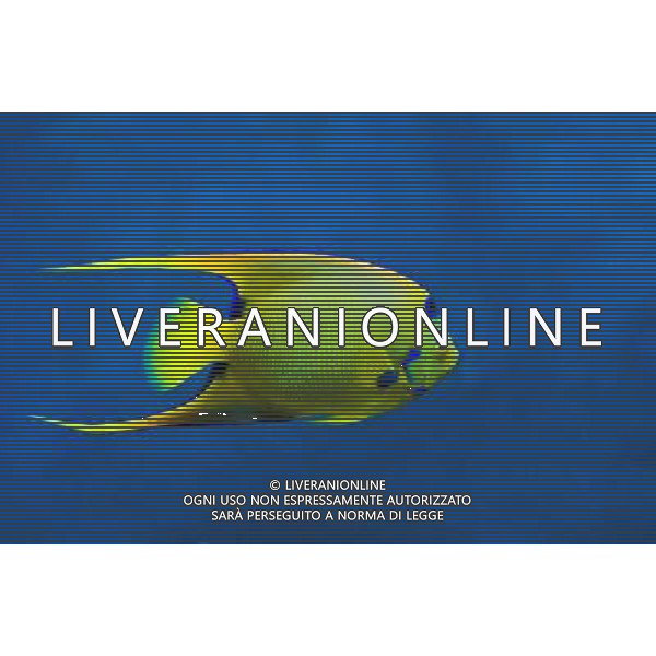 ARCHIVIO DIGITALE ALDO LIVERANI NELLA FOTO queen angelfish holoacanthus ciliars AGENZIA ALDO LIVERANI