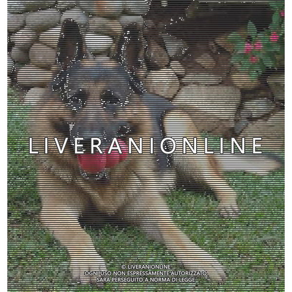 ARCHIVIO ANIMALI ALDO LIVERANI S A S NELLA FOTO IL CANE PASTORE TEDESCO AGENZIA ALDO LIVERANI