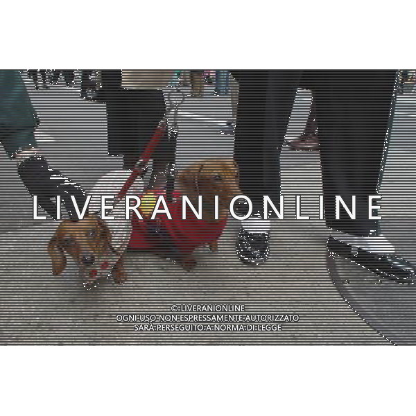 ARCHIVIO DIGITALE ALDO LIVERANI NELLA FOTO IL CANE BASSOTTO AGENZIA ALDO LIVERANI
