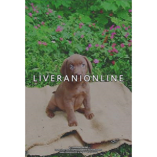 ARCHIVIO ANIMALI ALDO LIVERANI S A S NELLA FOTO UN CUCCIOLO DI CANE LABRADOR AGENZIA ALDO LIVERANI