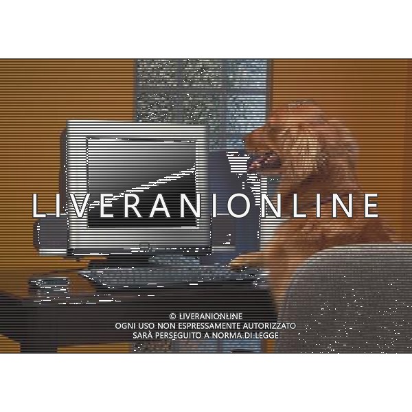 ARCHIVIO DIGITALE ALDO LIVERANI NELLA FOTO CANE AL COMPIUTER AGENZIA ALDO LIVERANI