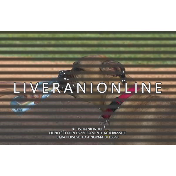 ARCHIVIO DIGITALE ALDO LIVERANI NELLA FOTO UN CANE MENTRE BEVE AGENZIA ALDO LIVERANI