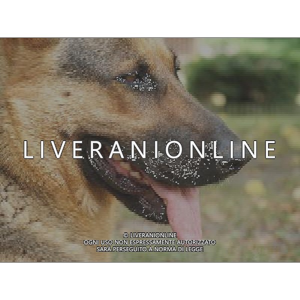 ARCHIVIO DIGITALE ALDO LIVERANI NELLA FOTO IL CANE PASTORE TEDESCO AGENZIA ALDO LIVERANI