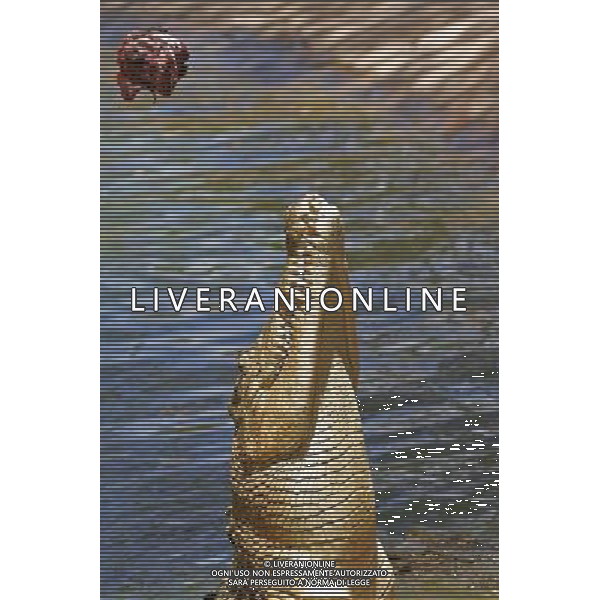 ARCHIVIO DIGITALE ALDO LIVERANI NELLA FOTO IL COCCODRILLO AGENZIA ALDO LIVERANI