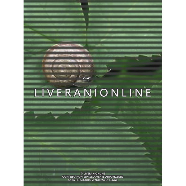 NELLA FOTO LA LUMACA AGENZIA ALDO LIVERANI IFC