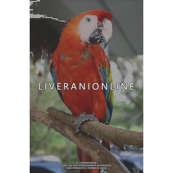 ARCHIVIO DIGITALE ALDO LIVERANI NELLA FOTO IL PAPPAGALLO ROSSO AGENZIA ALDO LIVERANI
