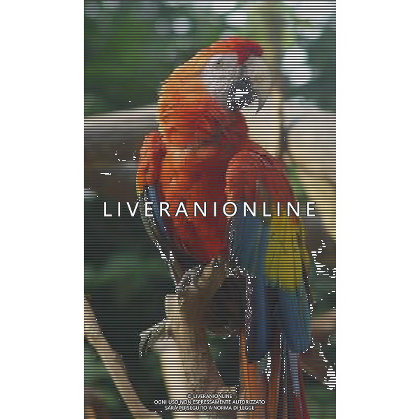 ARCHIVIO DIGITALE ALDO LIVERANI NELLA FOTO IL PAPPAGALLO AGENZIA ALDO LIVERANI