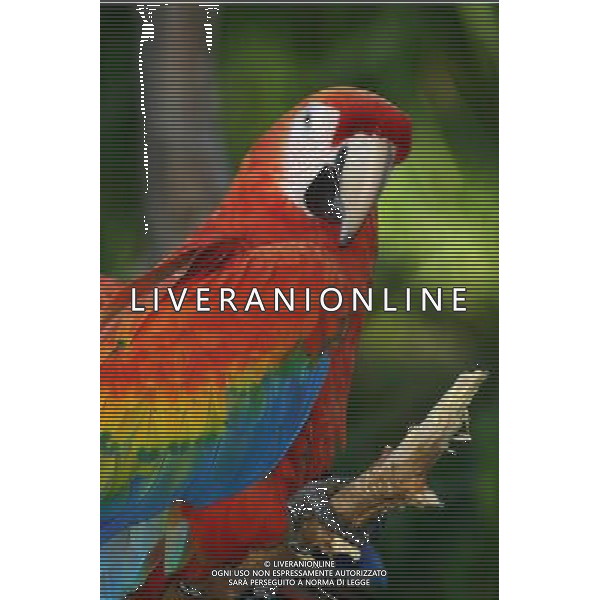 ARCHIVIO ANIMALI ALDO LIVERANI S A S NELLA FOTO IL PAPPAGALLO AGENZIA ALDO LIVERANI