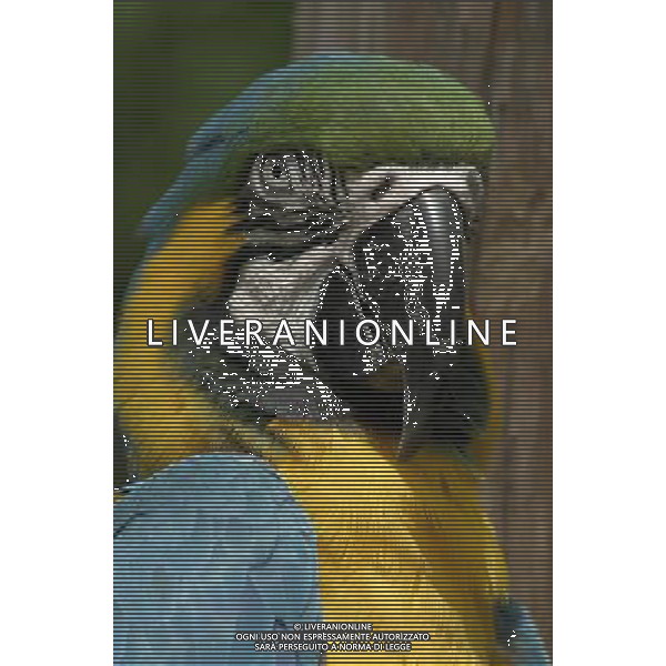 ARCHIVIO DIGITALE ALDO LIVERANI NELLA FOTO IL PAPPAGALLO BLU AGENZIA ALDO LIVERANI