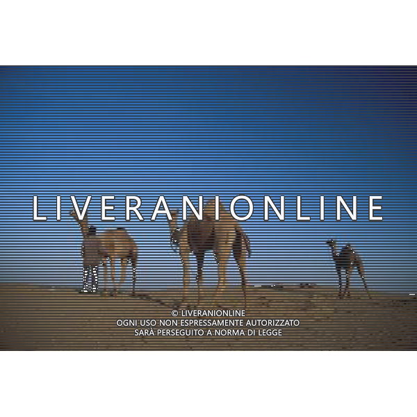 ARCHIVIO DIGITALE ALDO LIVERANI NELLA FOTO 3 CAMMELLI NEL DESERTO AGENZIA ALDO LIVERANI