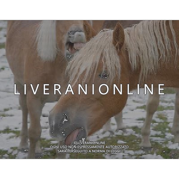ARCHIVIO DIGITALE ALDO LIVERANI NELLA FOTO IL CAVALLO AGENZIA ALDO LIVERANI