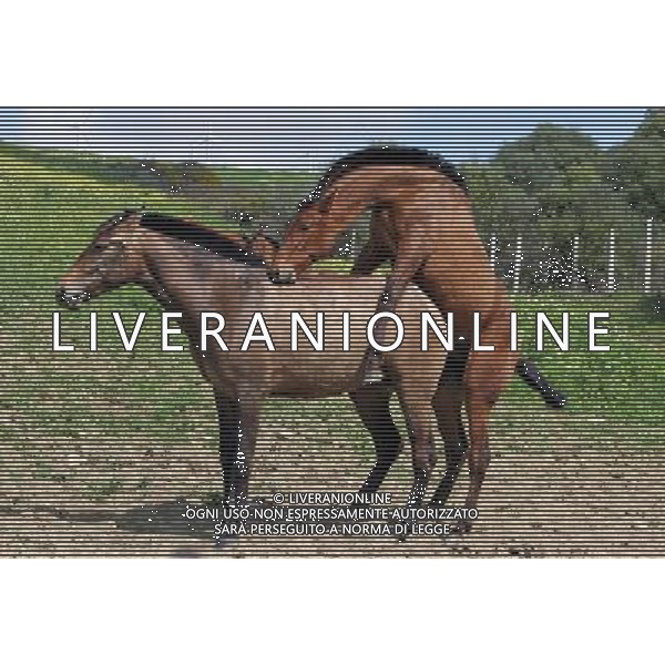 ARCHIVIO DIGITALE ANIMALI NELLA FOTO CAVALLO - CAVALLI - MONTA AGENZIA ALDO LIVERANI