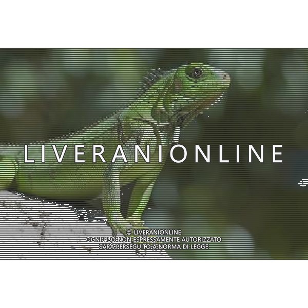 ARCHIVIO DIGITALE ALDO LIVERANI NELLA FOTO IGUANA AGENZIA ALDO LIVERANI
