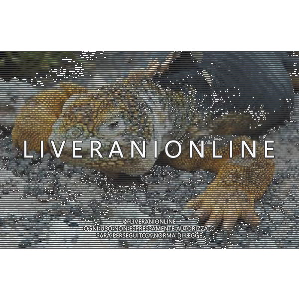 ARCHIVIO ANIMALI ALDO LIVERANI S A S NELLA FOTO IGUANA AGENZIA ALDO LIVERANI