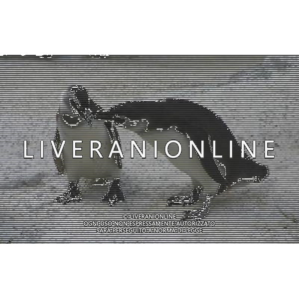 ARCHIVIO DIGITALE ALDO LIVERANI NELLA FOTO I PINGUINI AGENZIA ALDO LIVERANI