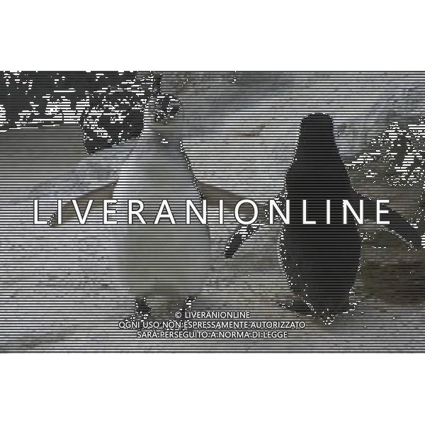 ARCHIVIO DIGITALE ALDO LIVERANI NELLA FOTO I PINGUINI AGENZIA ALDO LIVERANI