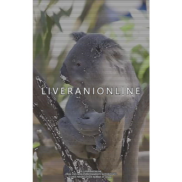 ARCHIVIO DIGITALE ALDO LIVERANI NELLA FOTO IL KOALA AGENZIA ALDO LIVERANI