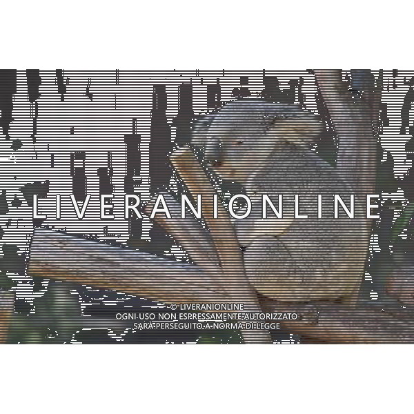 ARCHIVIO DIGITALE ALDO LIVERANI NELLA FOTO IL KOALA AGENZIA ALDO LIVERANI