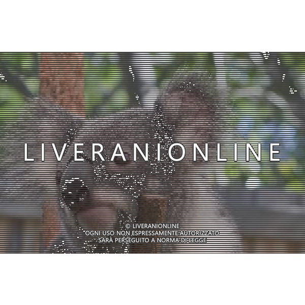 ARCHIVIO DIGITALE ALDO LIVERANI NELLA FOTO IL KOALA AGENZIA ALDO LIVERANI