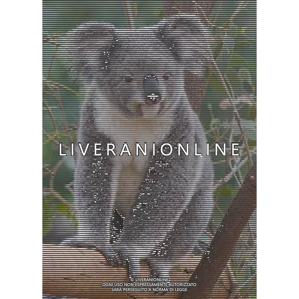 ARCHIVIO DIGITALE ALDO LIVERANI NELLA FOTO IL KOALA AGENZIA ALDO LIVERANI