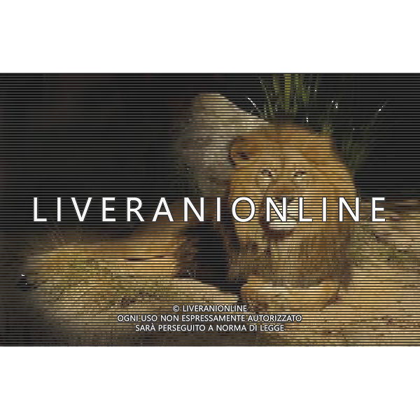 ARCHIVIO DIGITALE ALDO LIVERANI NELLA FOTO IL LEONE AGENZIA ALDO LIVERANI