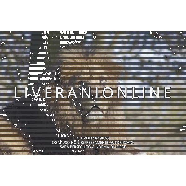 ARCHIVIO DIGITALE ALDO LIVERANI NELLA FOTO il leone AGENZIA ALDO LIVERANI