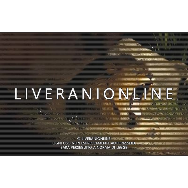 ARCHIVIO DIGITALE ALDO LIVERANI NELLA FOTO IL LEONE AGENZIA ALDO LIVERANI