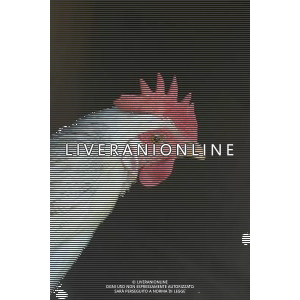 ARCHIVIO ANIMALI SITO AMERICANO NELLA FOTO LA GALLINA AGENZIA ALDO LIVERANI