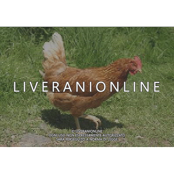 ARCHIVIO ANIMALI SITO AMERICANO NELLA FOTO LA GALLINA AGENZIA ALDO LIVERANI