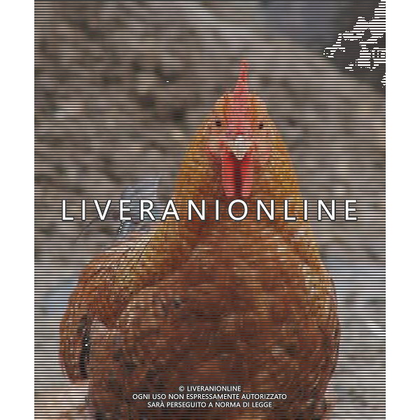 ARCHIVIO DIGITALE ALDO LIVERANI NELLA FOTO LA GALLINA AGENZIA ALDO LIVERANI