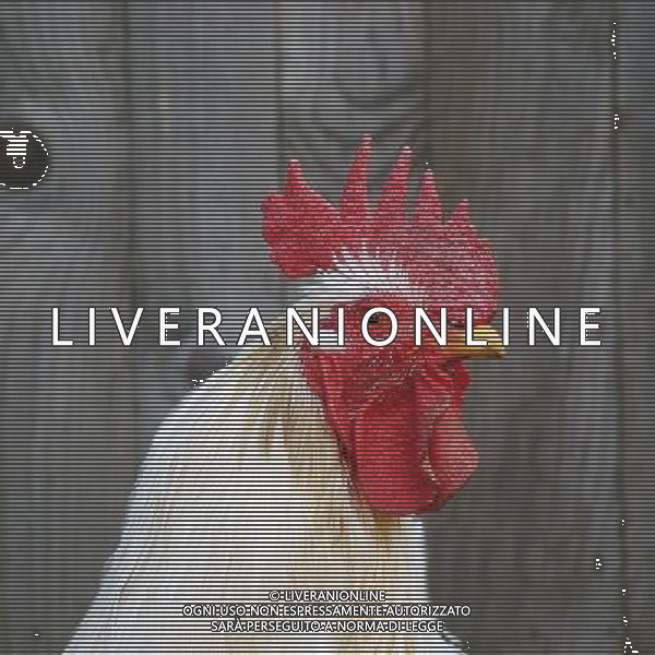 ARCHIVIO DIGITALE ALDO LIVERANI NELLA FOTO LA GALLINA AGENZIA ALDO LIVERANI