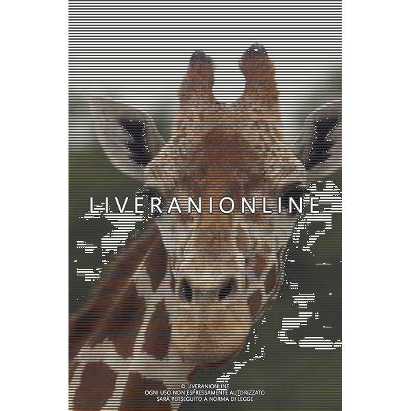 ARCHIVIO ANIMALI ALDO LIVERANI S A S NELLA FOTO LA GIRAFFA AGENZIA ALDO LIVERANI