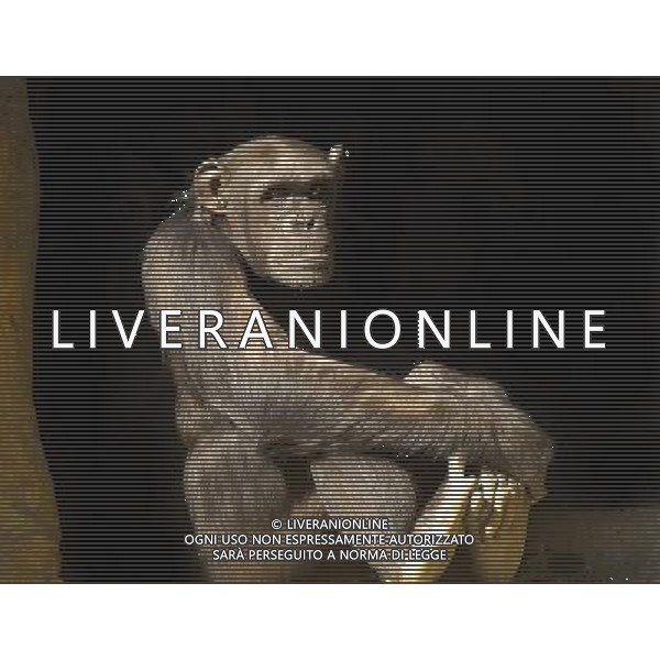 ARCHIVIO ANIMALI NELLA FOTO LA SCIMMIA - SCIMPANZE\' AGENZIA ALDO LIVERANI
