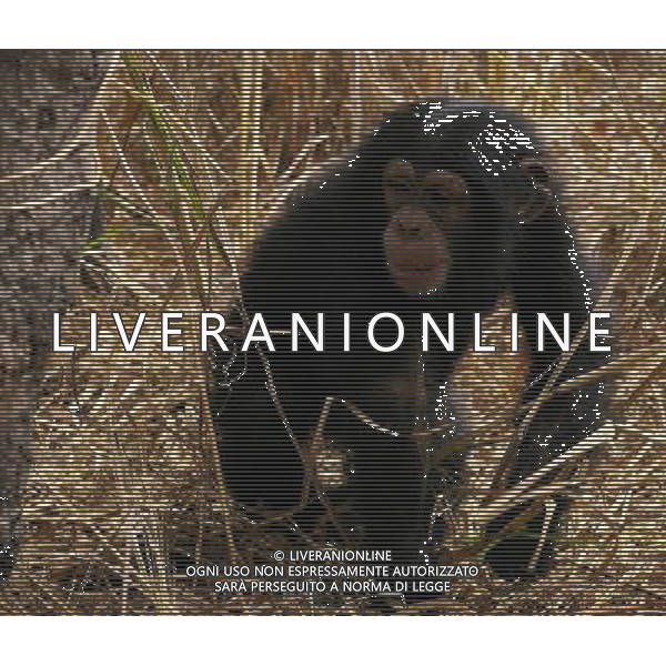 ARCHIVIO ANIMALI NELLA FOTO LA SCIMMIA - SCIMPANZE\' AGENZIA ALDO LIVERANI