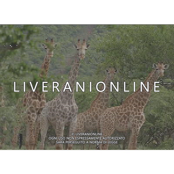 ARCHIVIO DIGITALE ALDO LIVERANI NELLA FOTO LE GIRAFFE AGENZIA ALDO LIVERANI