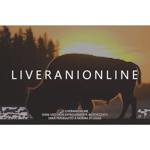ARCHIVIO DIGITALE ALDO LIVERANI NELLA FOTO IL BUFALO AGENZIA ALDO LIVERANI